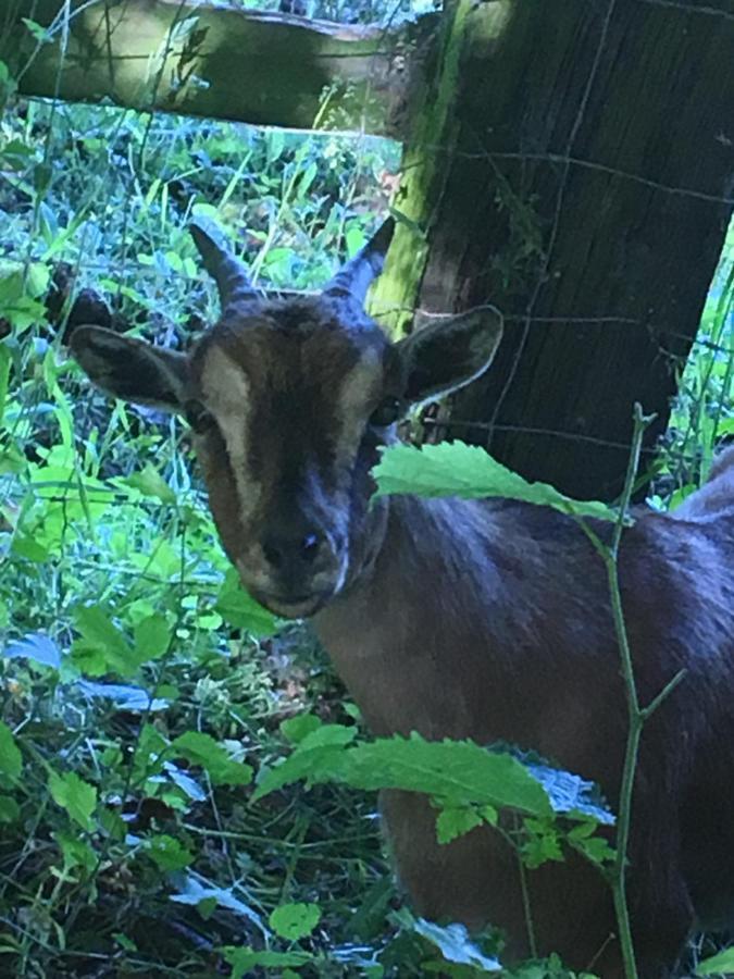 Le Domaine D'Olene Panzió Le Pin  Kültér fotó